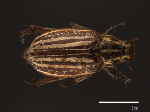 Polyphylla taiwana[台灣白條金龜][00081625]