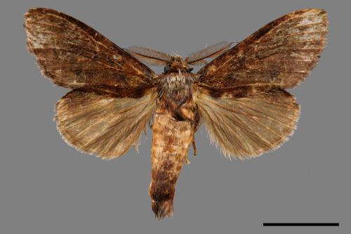 Syntypistis cyanea[青胯白舟蛾][00059263]