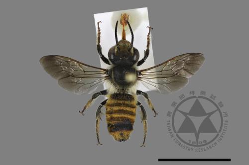 Megachile bicolor kagiana kagiana[雙色切葉蜂嘉義亞種][00197658]