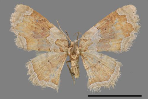 Palpoctenidia phoenicosma semilauta[紫角紋波尺蛾][00044393]