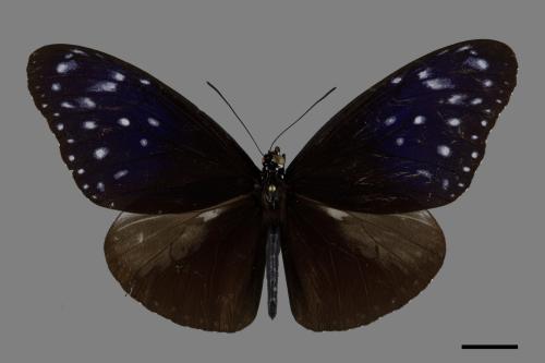 Euploea mulciber barsine[端紫斑蝶][00101573]