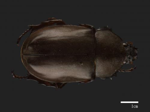 Allomyrina dichotomus[獨角仙][00084080]