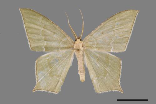 <已分類>Genus：Maxates[00053001]