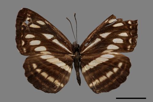 Neptis soma tayalina[泰雅三線蝶][00013622]