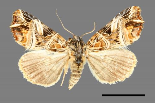Callopistria repleta[紅暈散紋夜蛾][00000606]