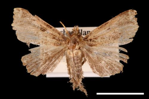 <已分類>Genus：Callopistria[00002568]