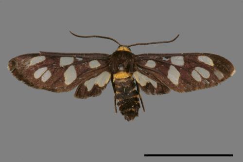 Amata edwardsii[黃頸鹿子蛾][00067600]