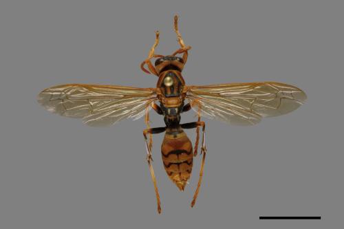 Polistes rothneyi[黃長腳蜂][00074329]