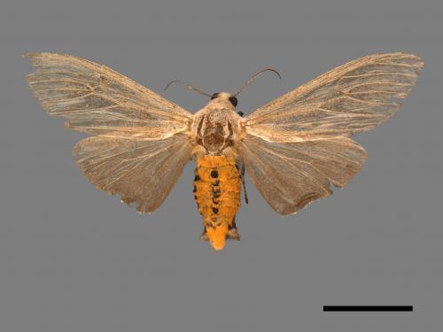 Creatonotos transiens vacillans[八點燈蛾][00045489]