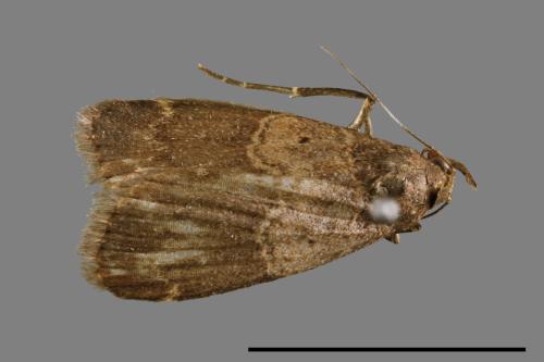 <已分類>Family：Noctuidae[夜蛾科][00010658]