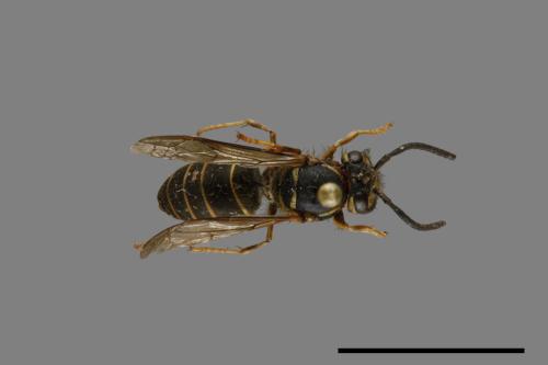 Vespula flaviceps[細黃胡蜂][00072977]