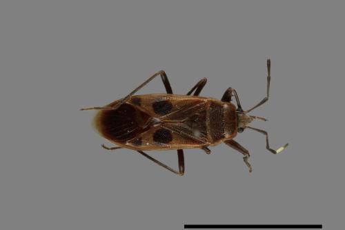 Physopelta parviceps[東亞斑紅椿][00040262]