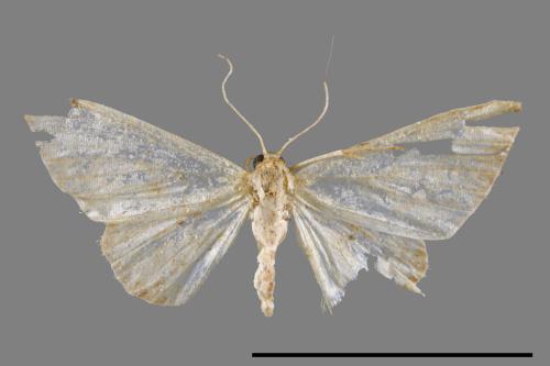<已分類>Family：Pyralidae[螟蛾科][00025380]