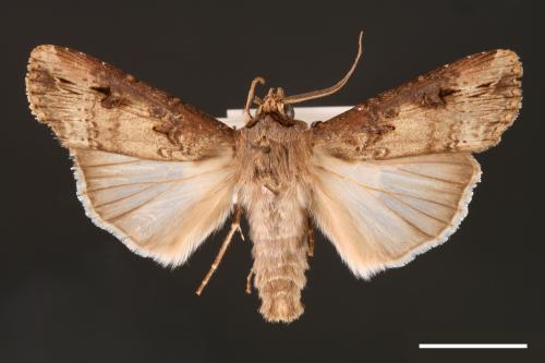 Agrotis ipsilon[小地老虎][00000666]