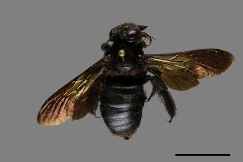 Xylocopa tranquebarorum[銅翼眥木蜂][00074787]