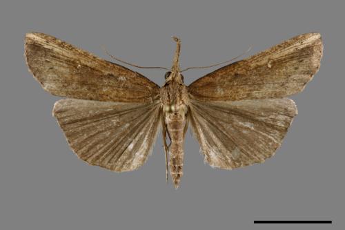 <已分類>Genus：Hypena[00095050]