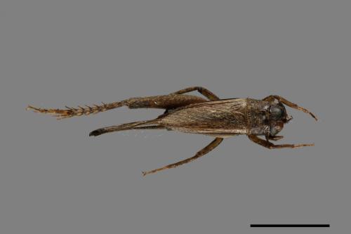 <已分類>Family：Gryllidae[蟋蟀科][00054151]