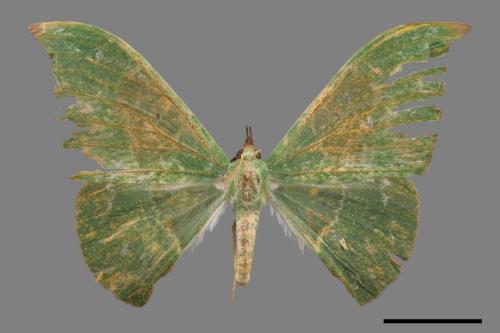 Tanaorhinus viridiluteatus[雙點鐮翅青尺蛾][00047753]