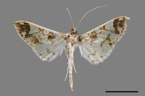 Polythlipta divaricata[00030165]