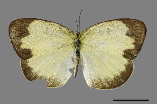 Eurema blanda arsakia[臺灣黃蝶][00101557]