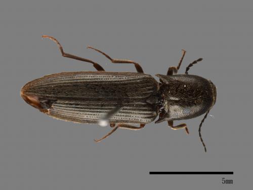 <已分類>Family：Elateridae[叩頭蟲科][00080797]