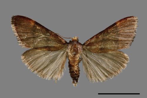 <已分類>Family：Pyralidae[螟蛾科][00065497]