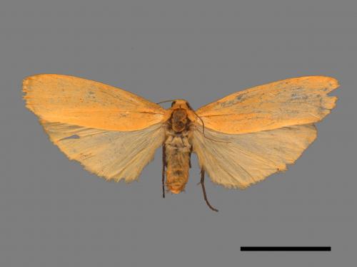 Eilema magnata[巨土苔蛾][00047889]