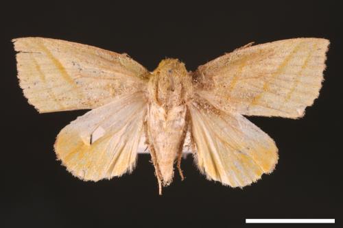 Hylophilodes esakii[00004455]