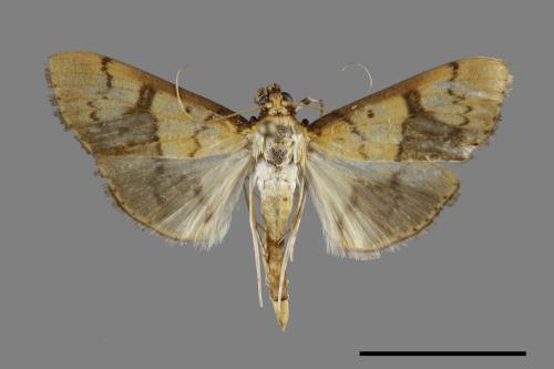 <已分類>Family：Crambidae[草螟科][00092193]