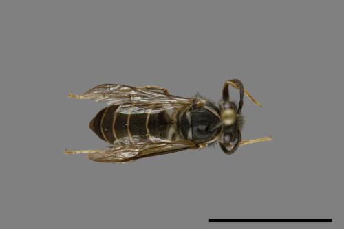 Vespula flaviceps[細黃胡蜂][00073001]