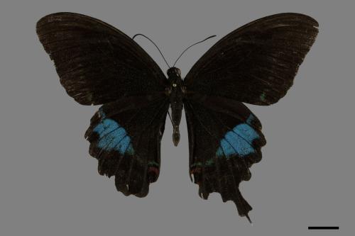 Papilio paris nakaharai[大琉璃紋鳳蝶][00101511]