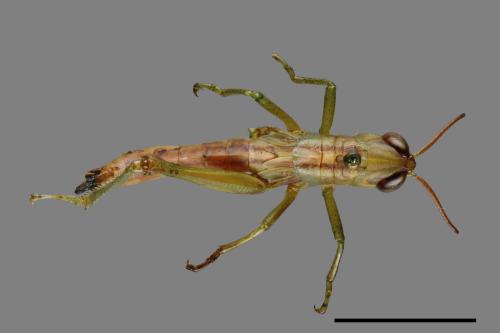 <已分類>Order：Orthoptera[直翅目][00086719]