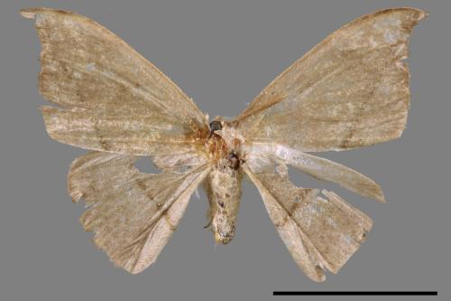 Albara reversaria opalescens[單帶鉤蛾][00051444]