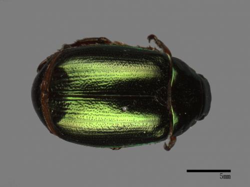 Mimela confucius formosana[綠艷金龜][00041774]