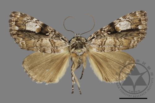 Anacronicta nitida[明后夜蛾][00166970]