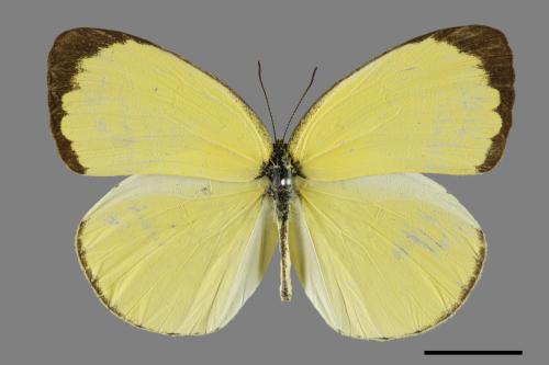 Eurema blanda arsakia[臺灣黃蝶][00101639]