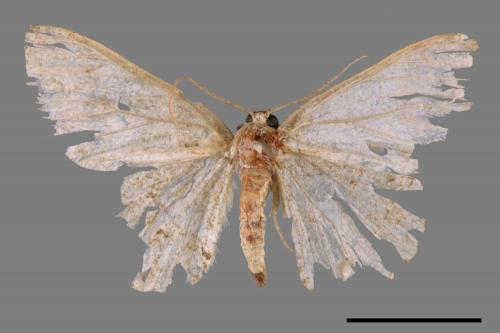 <已分類>Family：Geometridae[尺蠖蛾科][00044558]