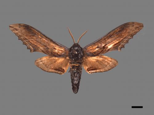 Langia zenzeroides formosana[臺灣鋸翅天蛾][00016991]