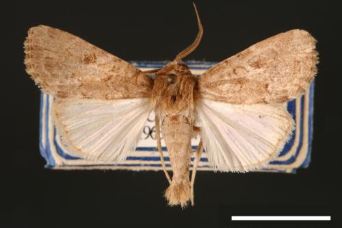 Spodoptera pecten[梳灰翅夜蛾][00002871]