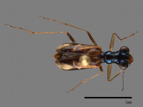 Therates alboobliquatus alboobliquatus[00081802]