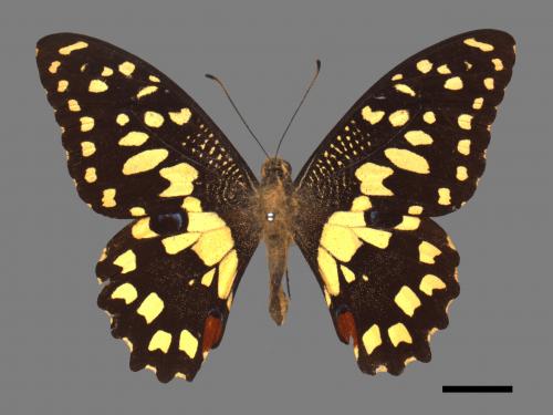 Papilio demoleus[無尾鳳蝶][00013750]