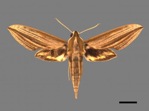 Cechenena lineosa[棕綠背線天蛾][00017228]