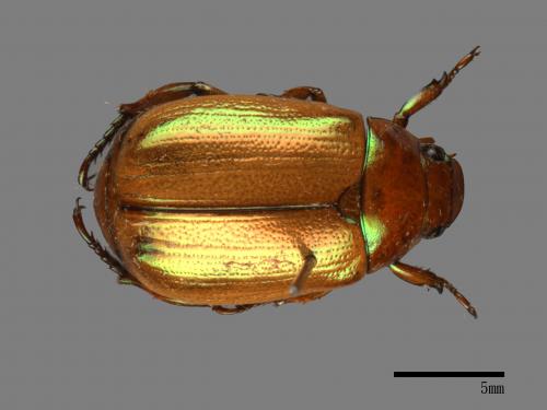 Mimela testaceoviridis[黃艷金龜][00081354]