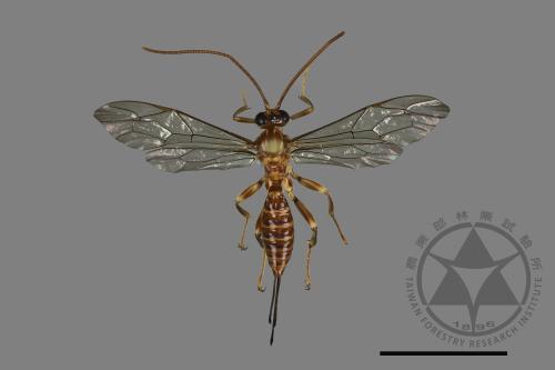 <已分類>Family：Ichneumonidae[姬蜂科][00144889]