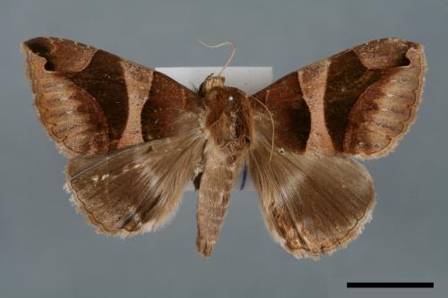 Dysgonia arcuata[00005702]