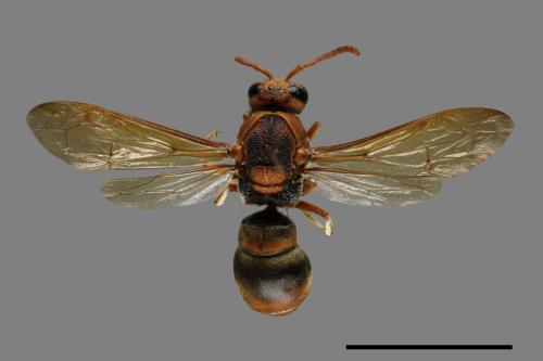 Orancistrocerus drewseni nigricapitus[赭褐毛唇蜾蠃][00085540]