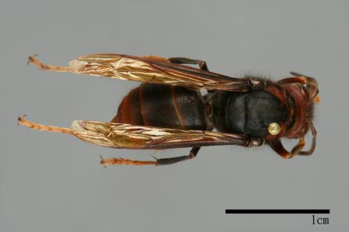 Vespa velutina[黃腳虎頭蜂][00096065]