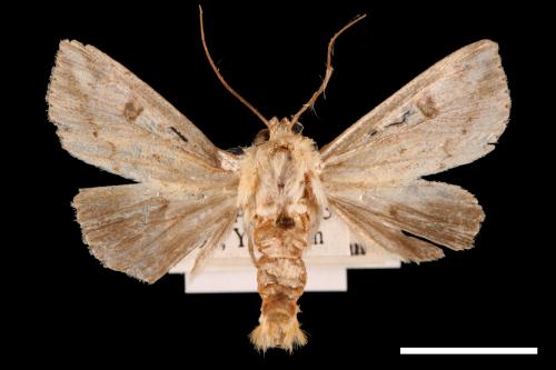 Mythimna albomarginata rubea[白緣秘夜蛾][00057279]