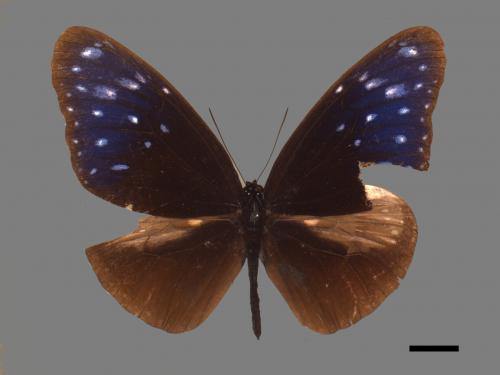 Euploea mulciber barsine[端紫斑蝶][00024832]