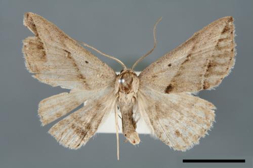 Loxioda bifasciata[00005946]